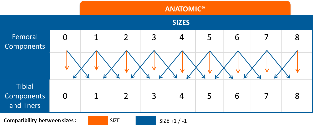 ANATOMIC_EN